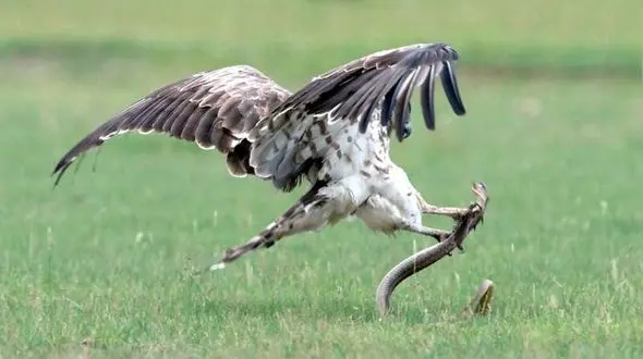 عکس های شگفت انگیز از شکار مار توسط عقاب 