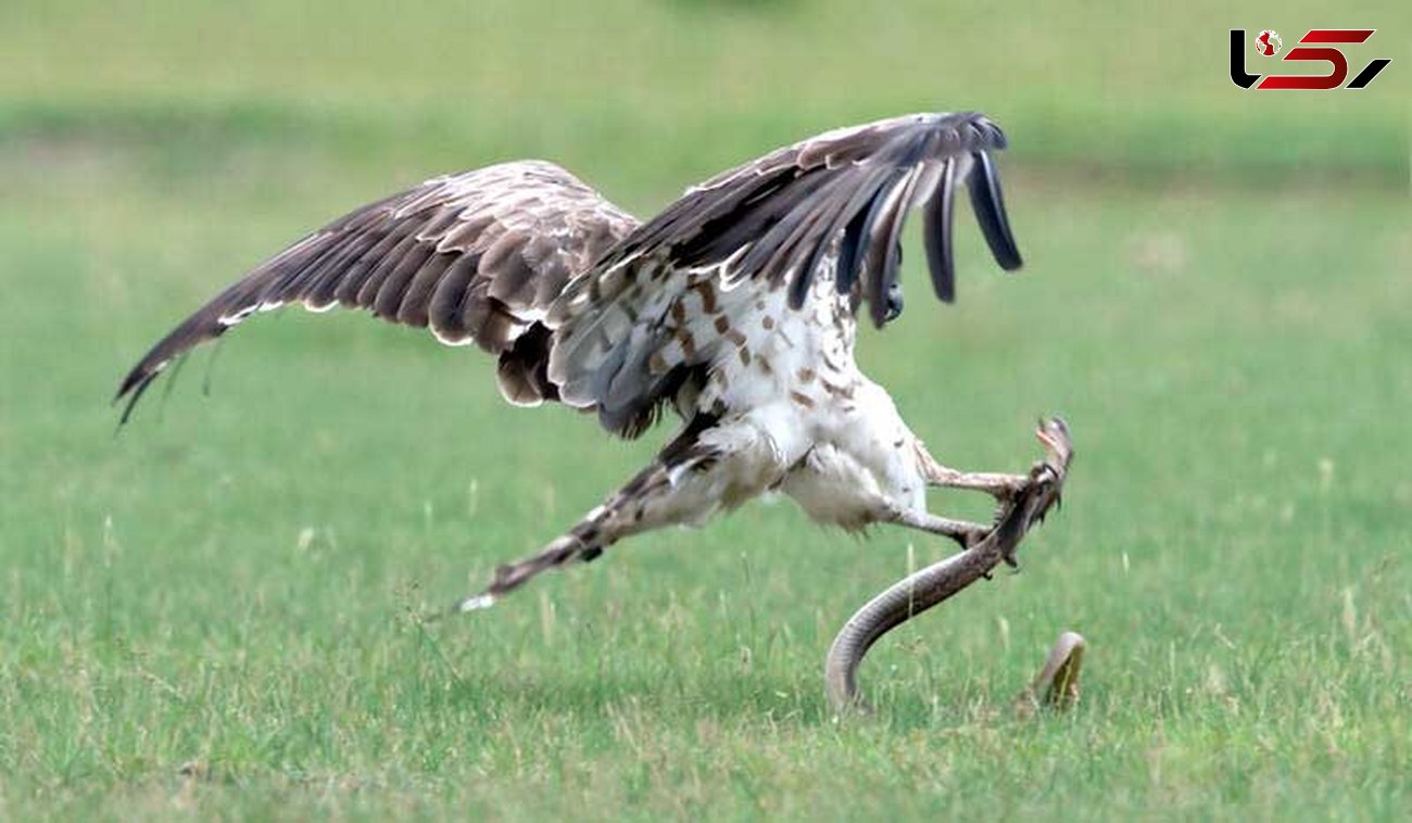 عکس های شگفت انگیز از شکار مار توسط عقاب 