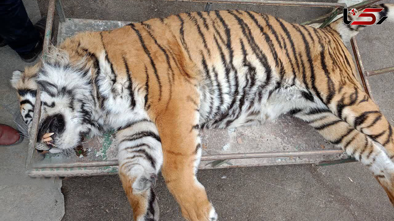 عکس ببر باغ وحش مشهد بعد از مرگ / غذا در گلویش گیر کرد و جانش را گرفت