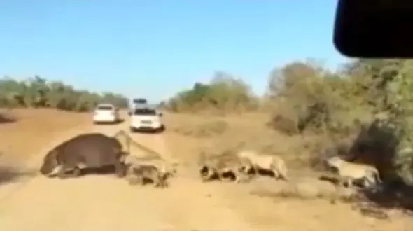 تکه تکه کردن اسب آبی توسط گله شیرها + فیلم