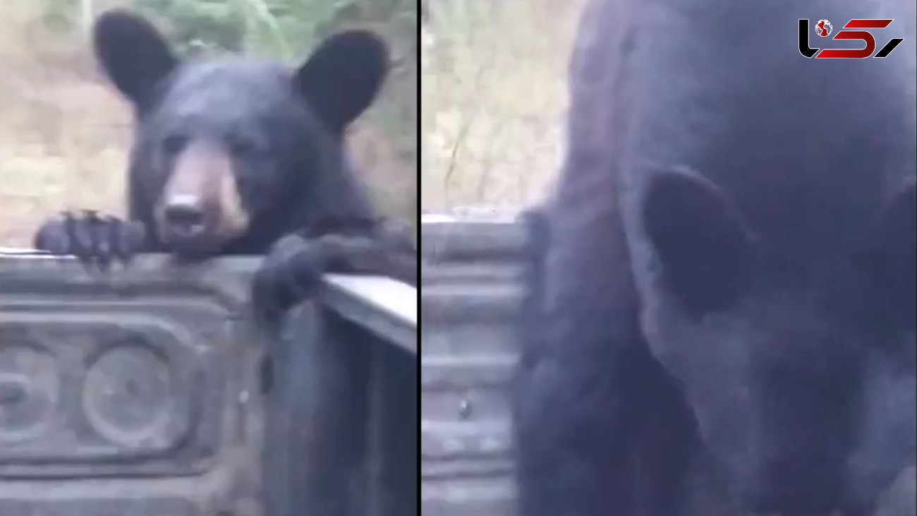 خرس کوله پشتی یک مرد را دزدید + فیلم و عکس