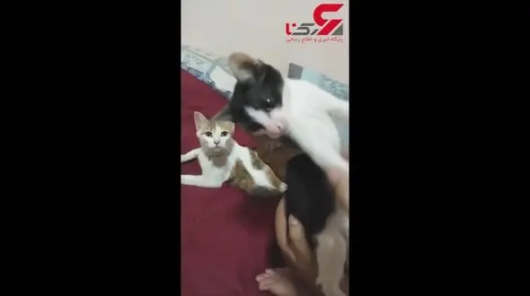 نقش بازی کردن جالب یک گربه را ببینید+فیلم