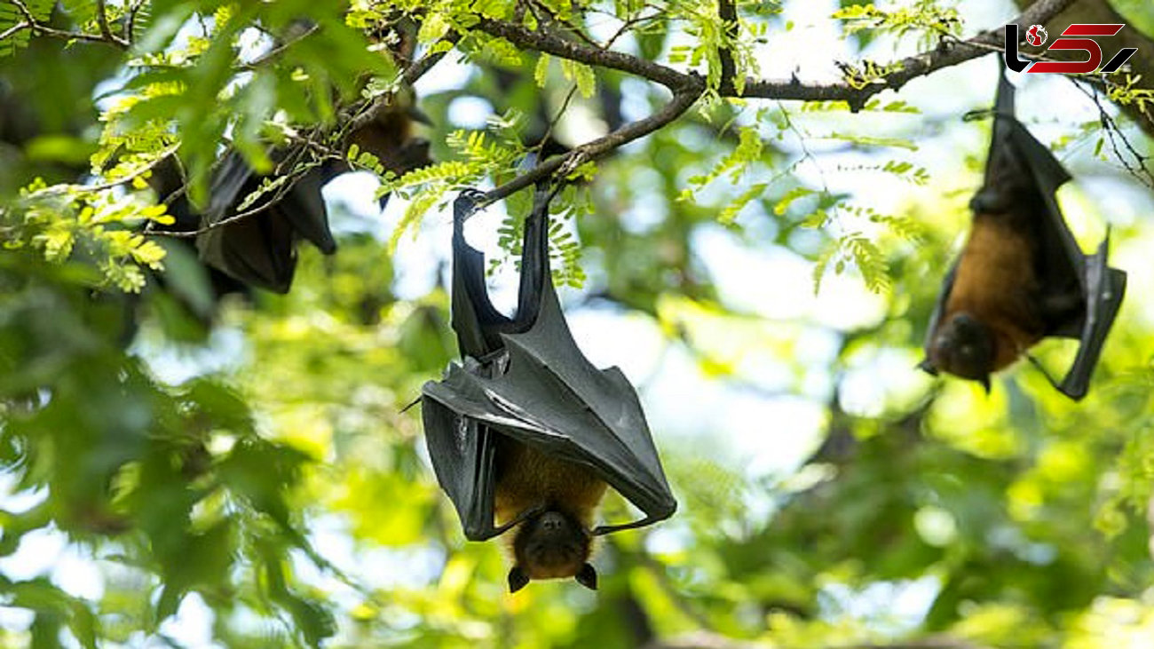 کشف جدیدترین ویروس مرگبار از خفاش‌ها + جزییات