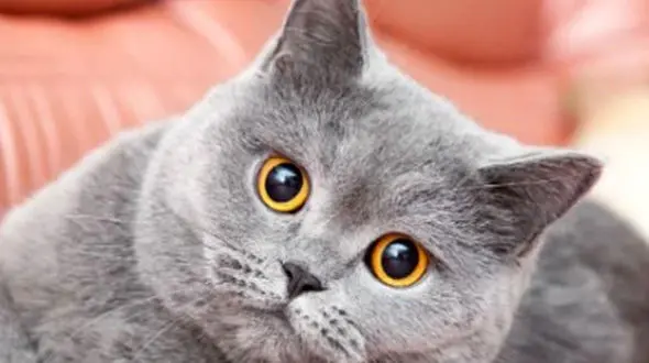 از چشم های تمساح تا حمله گاو به مرد