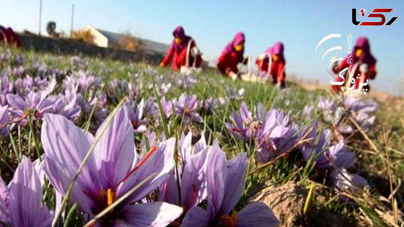 88 درصد از زعفران جهان در ایران تولید می‌شود 