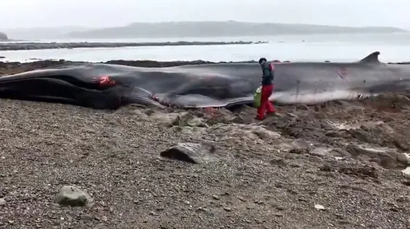 مرگ تلخ یک نهنگ در ساحل دریا + فیلم