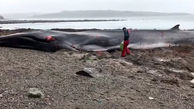 مرگ تلخ یک نهنگ در ساحل دریا + فیلم