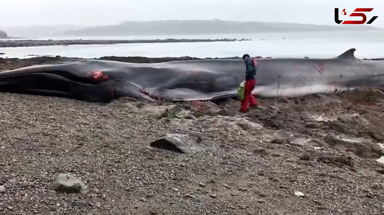 مرگ تلخ یک نهنگ در ساحل دریا + فیلم