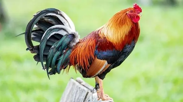 کشف راز سیاه زیر پای مرغ و خروس‌ها