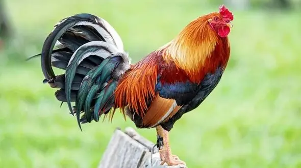 کشف راز سیاه زیر پای مرغ و خروس‌ها