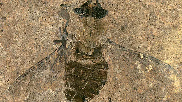 فسیل این مگس 47 میلیون ساله را ببینید 