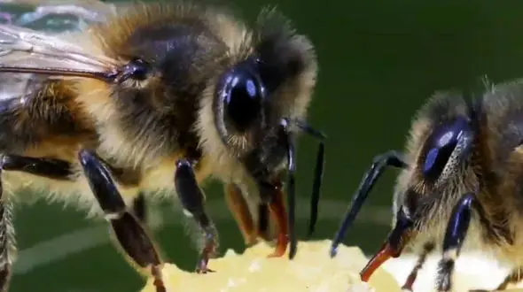 فیلم فرآیند تولید عسل از شهد گل ها