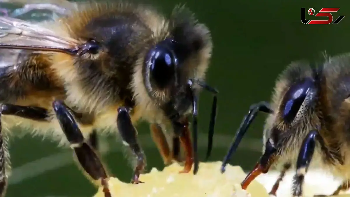فیلم فرآیند تولید عسل از شهد گل ها