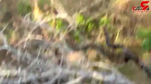 اذیت کردن ماده شیرهای جنگل توسط 2 راسو بازیگوش+فیلم