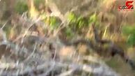 اذیت کردن ماده شیرهای جنگل توسط 2 راسو بازیگوش+فیلم