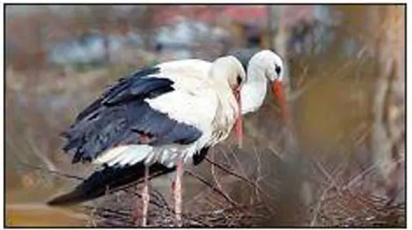 باوفا‌ترین و عاشق ترین لک‌لک جهان