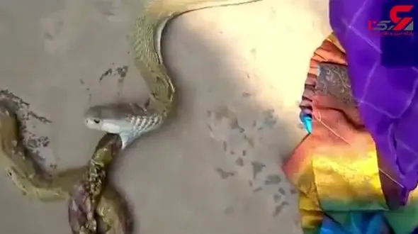 لحظه شکار مار توسط مارکبری + فیلم