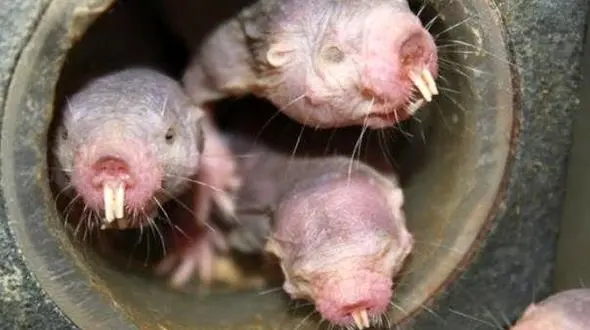 موش های صحرایی برهنه هرگز پیر نمی شوند