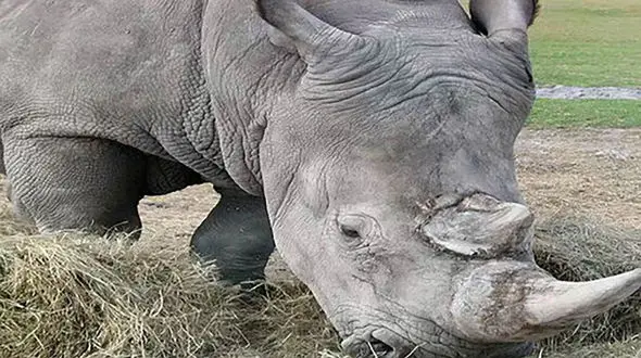 فیلم واکنش عجیب یک سگ پس از دیدن کرگدن عظیم‌الجثه / خواب وحشتناک!