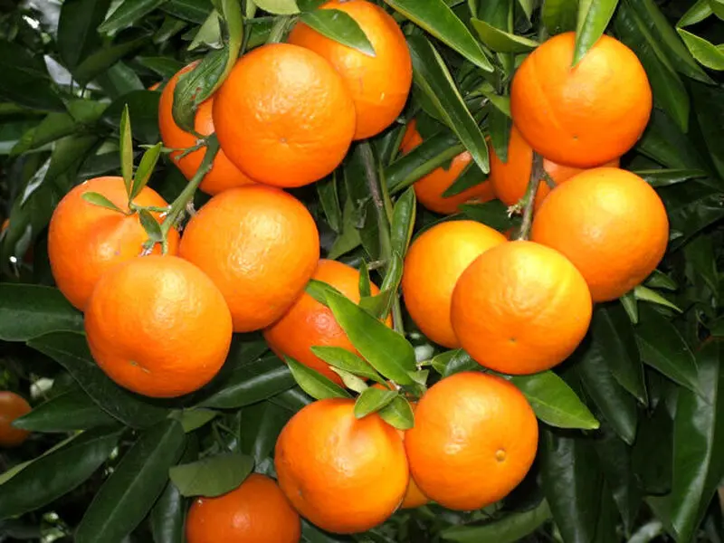 نارنگی
