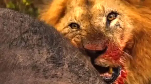 از سلطان درحال شکار گاومیش تا نگاه جذاب ببر