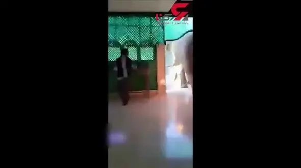 ورود فیل غول پیکر به داخل رستوران + فیلم