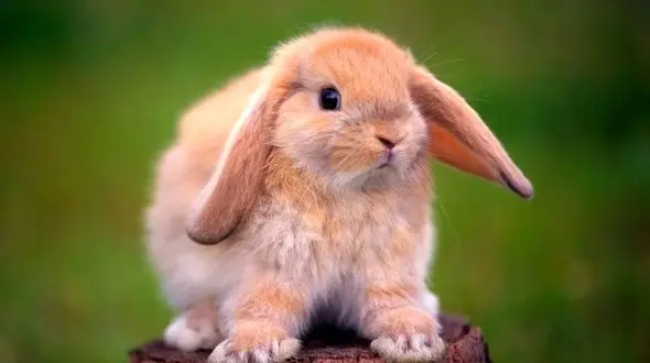 تاثیر حصارکشی خرگوش‌ ها بر تغییر الگوی بارندگی / عکس