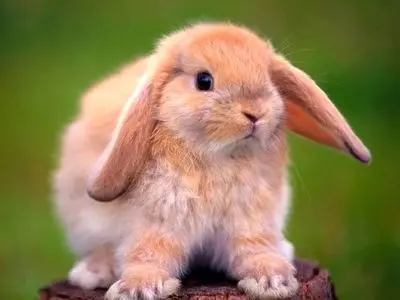 تاثیر حصارکشی خرگوش‌ ها بر تغییر الگوی بارندگی / عکس