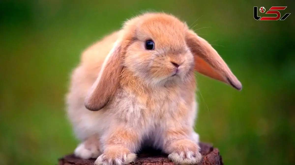 تاثیر حصارکشی خرگوش‌ ها بر تغییر الگوی بارندگی / عکس