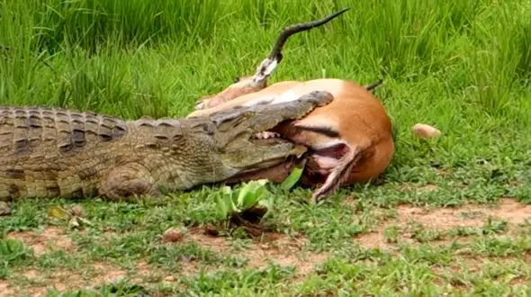 صحنه دردناک فرار آهوی زخمی از میان آرواره های تمساح + فیلم و عکس