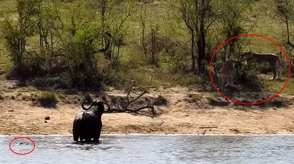 حمله همزمان شیر و تمساح به گاو میش پیر ! + فیلم شگفت انگیز