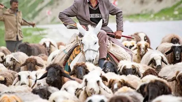 خلاقیت این چوپان جهانی شد / مقابله با گرگ با شکل و شمایل جدید !