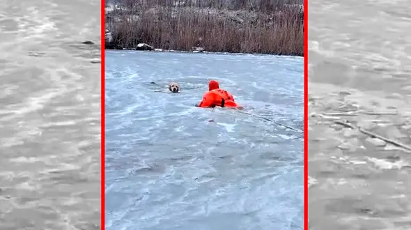 فیلم واکنش سریع نیروهای امدادی برای نجات سگ