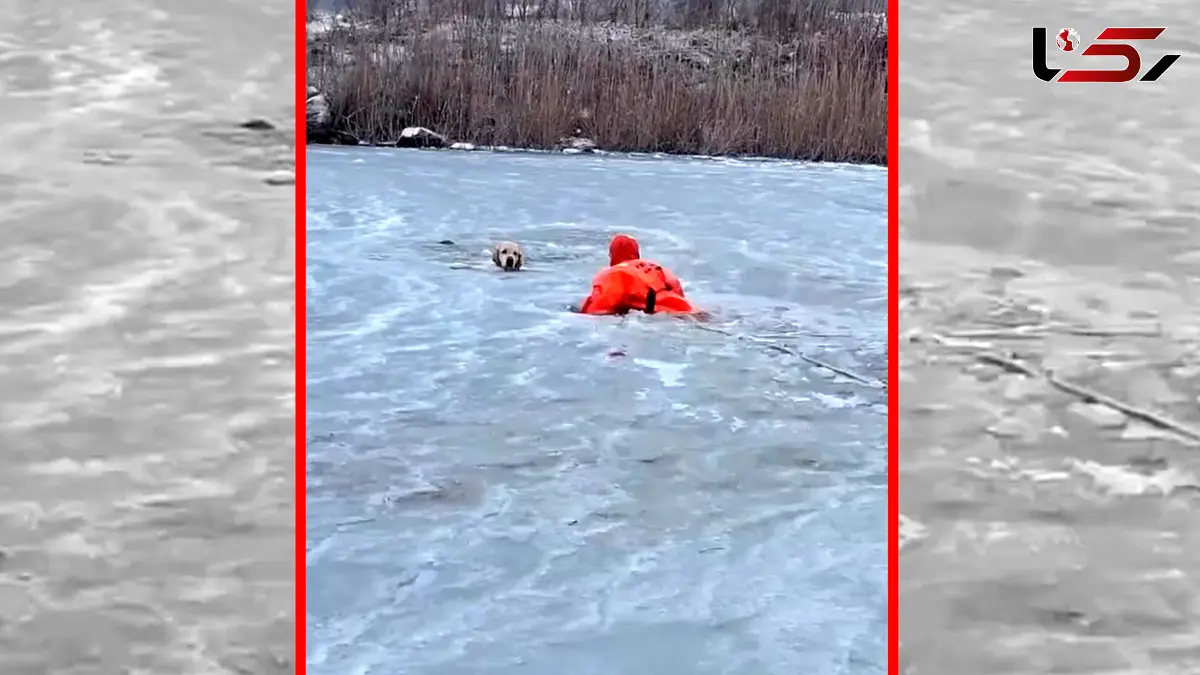 فیلم واکنش سریع نیروهای امدادی برای نجات سگ