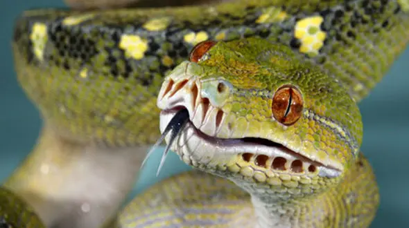 اگر این مارها را در شمال دیدید، فرار کنید! / مسافران عید مراقب باشند