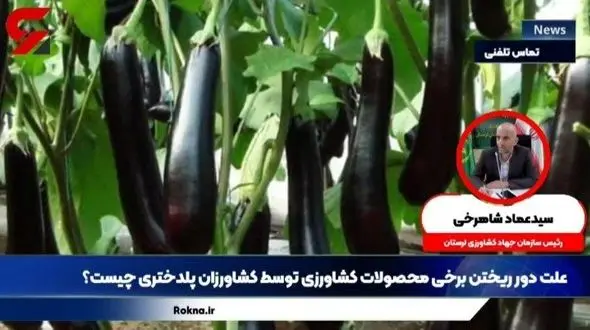 علت دور ریختن بادمجان‌ ها توسط کشاورزان پلدختر به رودخانه چه بود؟  + فیلم اعتراض عجیب