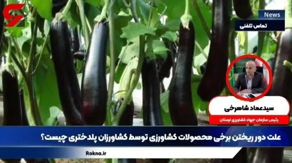 علت دور ریختن بادمجان‌ ها توسط کشاورزان پلدختر به رودخانه چه بود؟  + فیلم اعتراض عجیب
