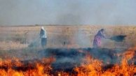 خطر آتش سوزی در شالیزارهای گیلان / آسیب زدن به ساختار خاک، نامرغوبی محصولات بعدی 