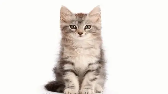 مراحل تغییر شکل گربه از نوزادی تا بلوغ + فیلم