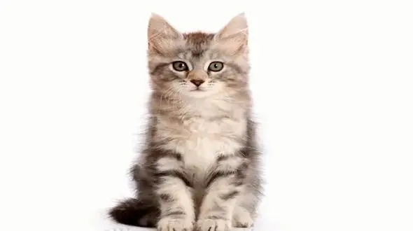 مراحل تغییر شکل گربه از نوزادی تا بلوغ + فیلم