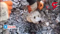 فیلم دیدنی از نجات یک سگ  توسط امدادگران از زیر آوار  