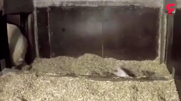 فیلم دیدنی از تاتی تاتی های اولیه توله خرس بامزه+ویدئو