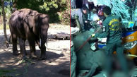 تصادف مرگبار بچه فیل  فراری با اتوبوس دو طبقه