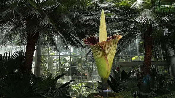 بدبوترین گل جهان را بشناسید / بوی جسد می دهد !+ فیلم 