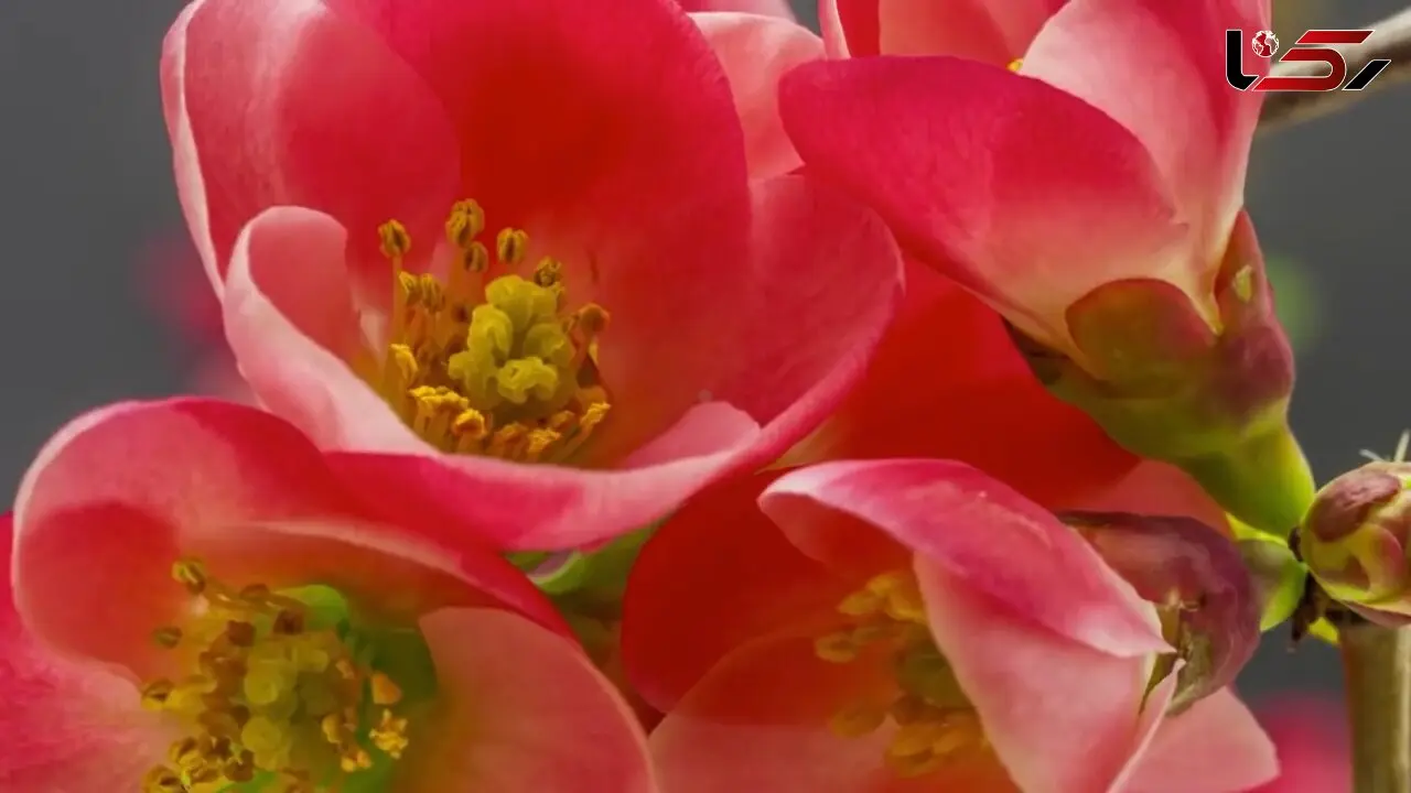 آهنگ "ماه وماهی" با صدای حجت اشرف زاده + فیلم 