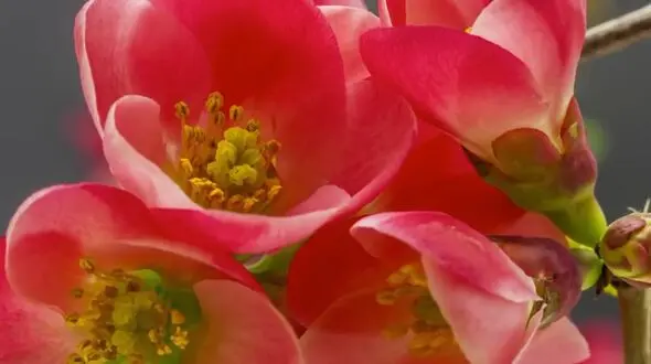 آهنگ "ماه وماهی" با صدای حجت اشرف زاده + فیلم 