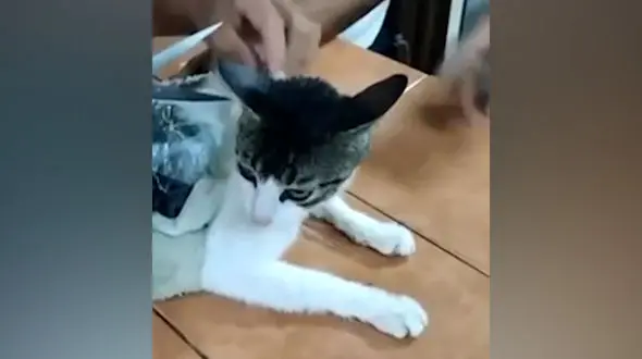 فیلم بازداشت  گربه که قاچاقچی مواد مخدر ! / گربه  زندان لو رفت !