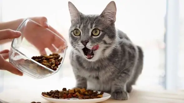 غذا دادن بیش از حد به حیوانات کار درستی است یا خیر؟