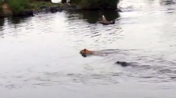 نبرد دیدنی کروکودیل و شیر + فیلم