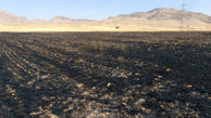 آتش سوزی هولناک مزارع کشاورزی در سرپل ذهاب + فیلم